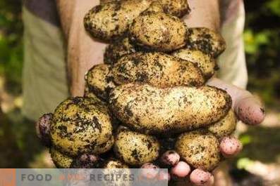 Krompir: koristi in škoda za telo