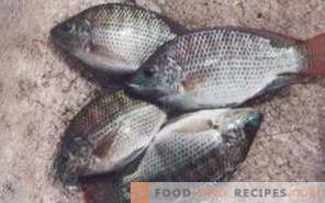 Tilapija rib: korist in škoda