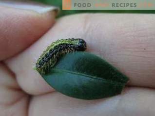 Lepidocid je učinkovito zdravilo proti škodljivcem, ki jedo liste