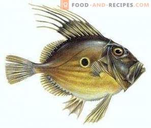 Ribe Dori: koristi in škoda